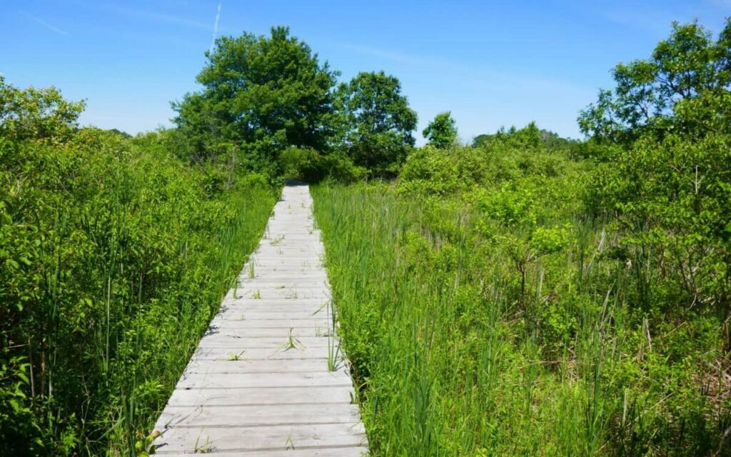 A scenic view of Cutler Park Reservation in Needham, Massachusetts, showing a peaceful wetland area with a wooden boardwalk trail extending over the marshy water, surrounded by tall reeds and green trees under a bright sky.