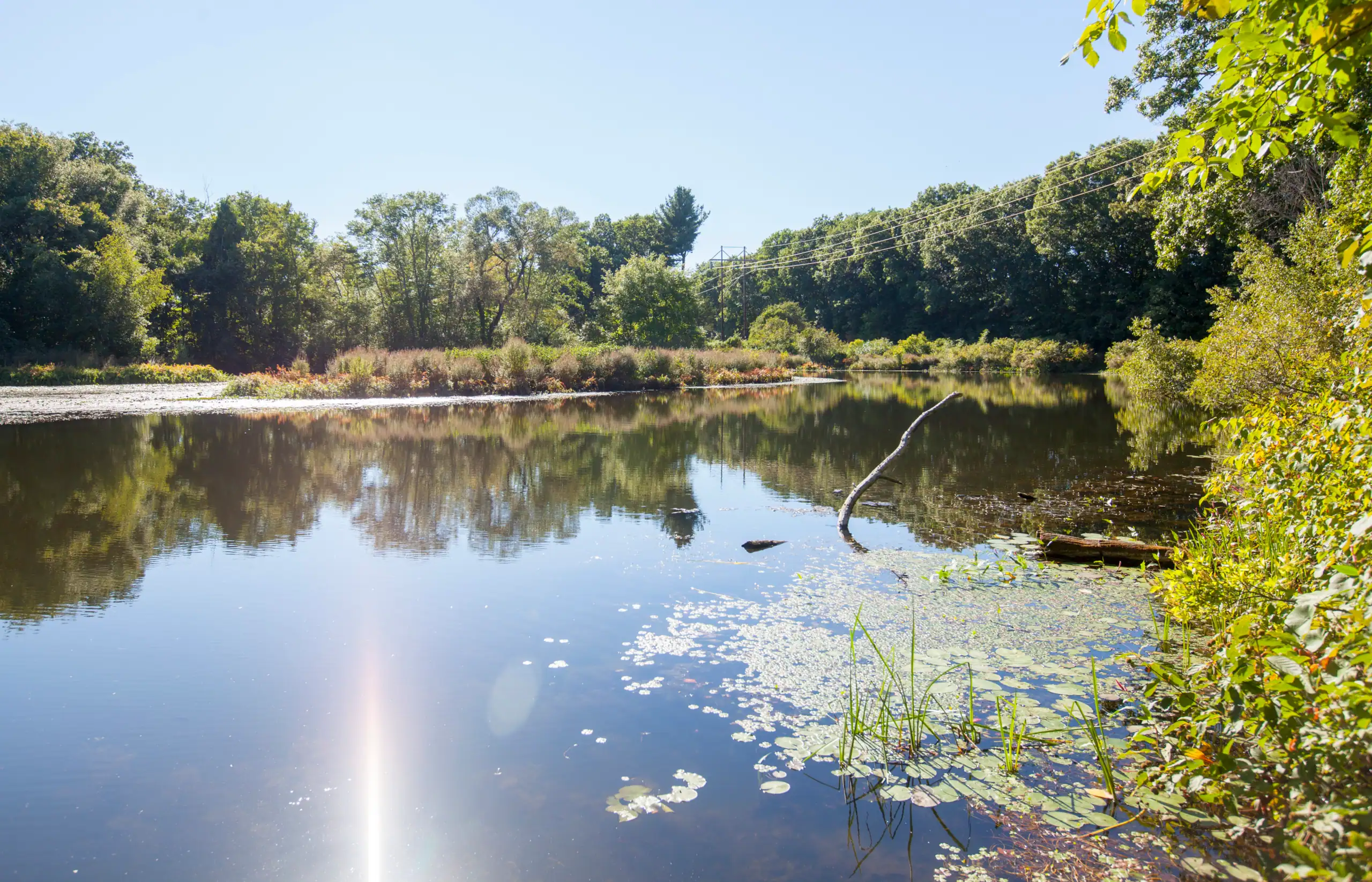 Lake with trees and water lilies, reflecting the blue sky.