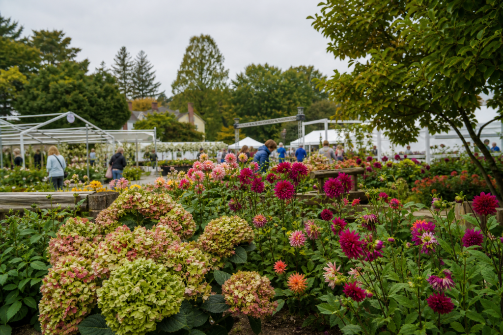 New England Flower Show display in Wellesley MA with dahlias and hydrangeas in bloom, visitors browsing garden tents at the fall festival