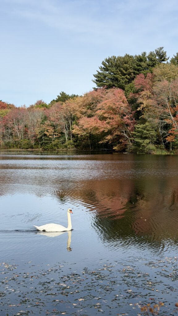 Exploring the Needham Reservoir: A Local Hidden Gem for Walking, Nature, and Scenic Views